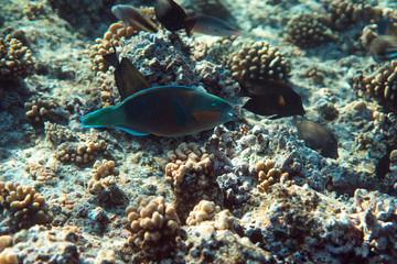 Naklejka na ściany i meble Scarus psittacus underwater in the ocean of egypt, underwater in the ocean of egypt, Scarus psittacus underwater photograph underwater photograph,