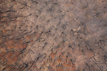 Aerial view of severely burnt Eucalyptus trees after a bushfire in The Blue Mountains