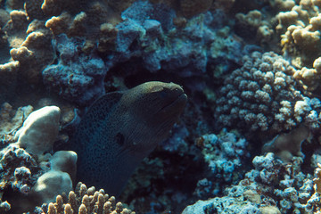 Gymnothorax javanicus underwater in the ocean of egypt, underwater in the ocean of egypt, Gymnothorax javanicus underwater photograph underwater photograph,