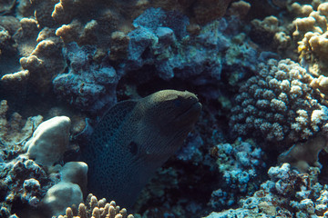 Gymnothorax javanicus underwater in the ocean of egypt, underwater in the ocean of egypt, Gymnothorax javanicus underwater photograph underwater photograph,