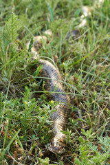 Fototapeta premium Macro close up Great Plains Rat Snake (Pantherophis emoryi)