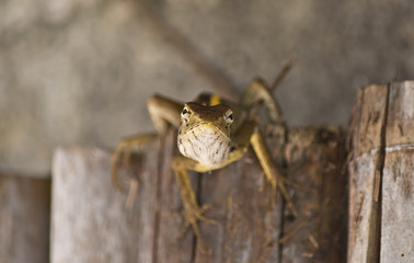 Oriental garden lizard / changeable lizard (Calotes versicolor, Agamidae) climbing wooden stake at...