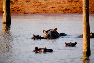 Hippo in Lake Kariba, Zimbabwe