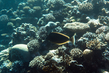 Naso Lituratus under water in the ocean of egypt, Naso Lituratus under water photograph