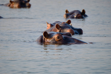 Fototapeta premium Hippo in Lake Kariba, Zimbabwe