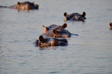 Hippo in Lake Kariba, Zimbabwe