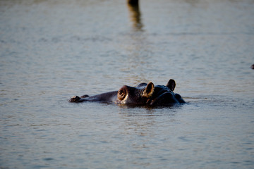 Hippo in Lake Kariba, Zimbabwe