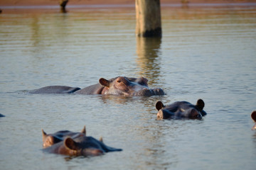 Fototapeta premium Hippo in Lake Kariba, Zimbabwe