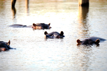 Hippo in Lake Kariba, Zimbabwe