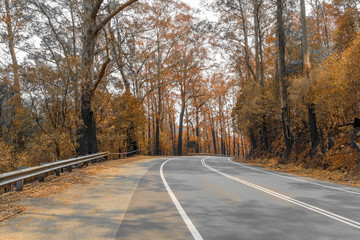 Fototapeta premium A burnt road sign on a country road amongst severely burnt Eucalyptus trees after a bushfire in The Blue Mountains
