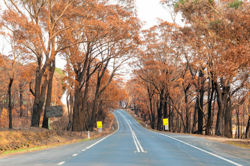 Fototapeta premium A country road amongst severely burnt Eucalyptus trees after a bushfire in The Blue Mountains