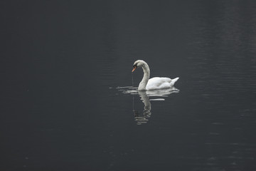 Schwan mit Spiegelung in schwarzem Wasser