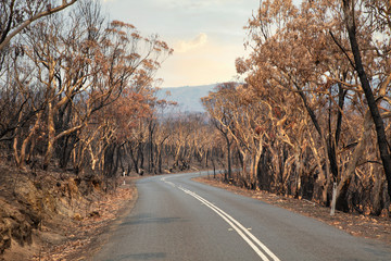Fototapeta premium A country road amongst severely burnt Eucalyptus trees after a bushfire in The Blue Mountains