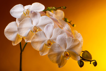 Fototapeta na wymiar White orchid branch on a yellow background