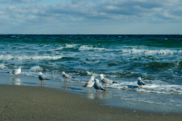 A flock of seagulls on the shore of a stormy sea.
