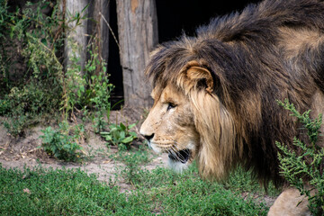 Asiatic lion (Panthera leo persica). A critically endangered species.