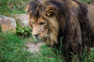 Asiatic lion (Panthera leo persica). A critically endangered species.