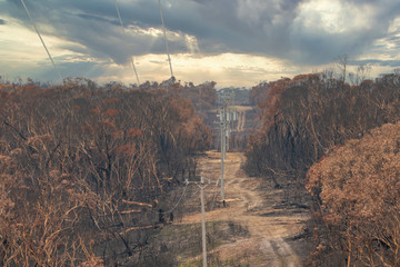 Electrical transmission lines amongst severely burnt Eucalyptus trees after a bushfire in The Blue...