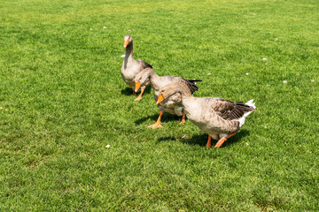 Geese graze on the lawn..ее