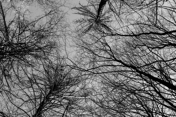 Baumkronen ohne Blätter gegen den Himmel fotografiert, schwarzweiß