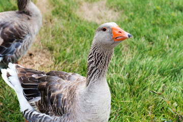 Geese graze on the lawn..ее