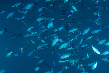caesio lunaris underwater in the ocean of egypt, underwater in the ocean of egypt, caesio lunaris...