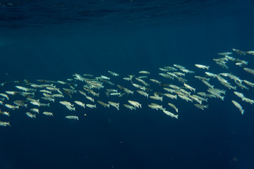 Mugil cephalus fish under the surface of the egypt ocean