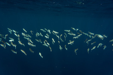 Fototapeta na wymiar Mugil cephalus fish under the surface of the egypt ocean