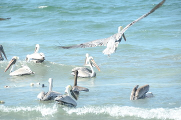 bird watching playa bocagrande cartagena de indias