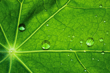 Green leaf texture with water drops