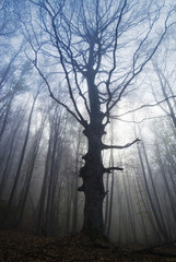 Creepy beech tree in foggy forest