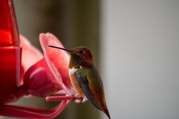 Rufous Hummingbird (Selasphorus rufus) at a bird feeder with light background, with red head and chest, black wings and green back feathers