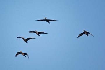 Great cormorant - Phalacrocorax carbo - flying in the sky