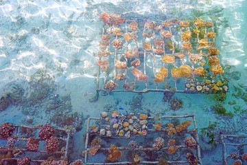 Growing a coral reef artificially on a metal cage in the Bora Bora lagoon