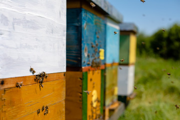 Beekeeping, bees are flying to their combs
