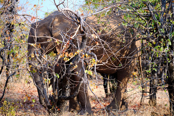 Elephant at Lake Kariba, Zimbabwe