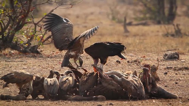 Lappet faced Vulture and White backed Vulture scavenging in Kruger National park, South Africa ; Specie family &nbsp;Torgos tracheliotos and  Gyps africanus of Accipitridae