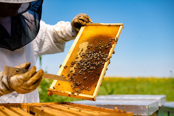 Fototapeta Beekeeping obraz