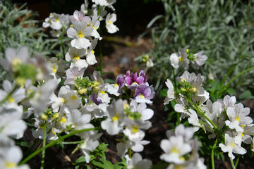 Close up of nemesia (aloha) plants: pink, purple and white with yellow centres. Very pretty small flowers