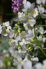 Close up of nemesia (aloha) plants: pink, purple and white with yellow centres. Very pretty small flowers
