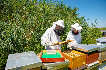 Beekeeping