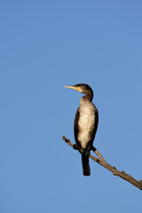 Great cormorant - Phalacrocorax carbo - on the tree