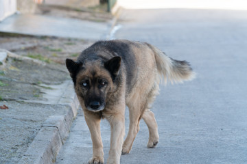 Perro amenazando con color de ojos distintos