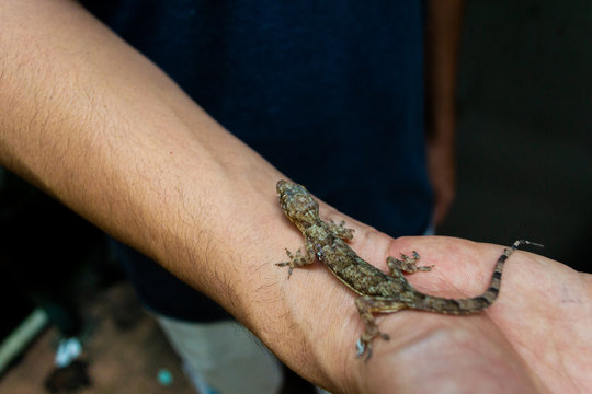 peque&ntilde;o gecko parado sobre una mano