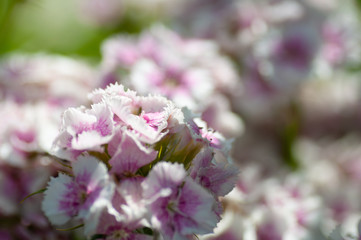 field of Pink phlox flowers background closeup.