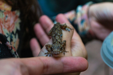 pequeño gecko parado sobre una mano