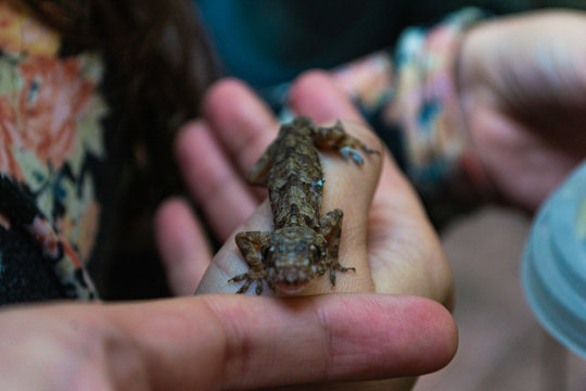 peque&ntilde;o gecko parado sobre una mano