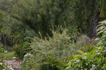 decorative bushes and trees in the garden