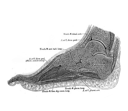 The illustration of muscles of the feet in section in the old book die Descriptive Anatomie, by C. Heitzmann, 1870, Wien
