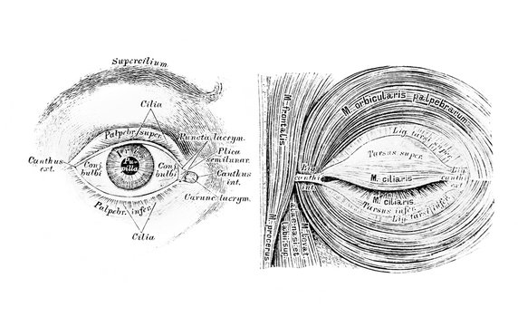 The illustration of the eye and muscles of the eyelid cleft